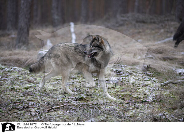 Eurasischer Grauwolf Hybrid / JM-21872