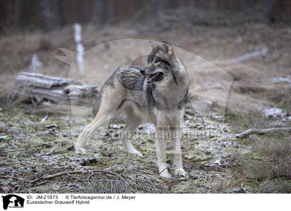 Eurasischer Grauwolf Hybrid / JM-21873