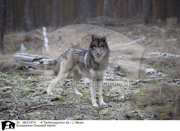 Eurasischer Grauwolf Hybrid / JM-21874