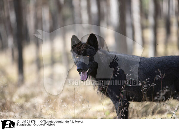 Eurasischer Grauwolf Hybrid / eurasian greywolf hybrid / JM-21878