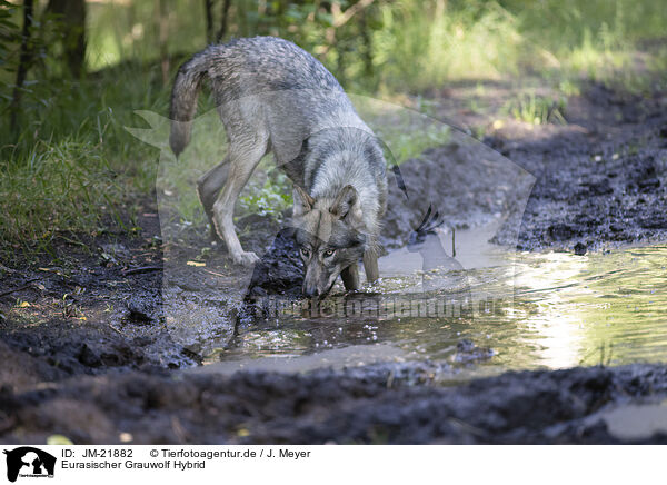 Eurasischer Grauwolf Hybrid / JM-21882