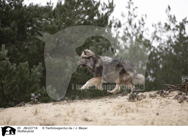 Wolfshybrid / JM-22718
