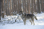 Wolfshybrid