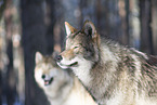 Wolfshybrid