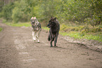 Eurasische Grauwolf Hybriden