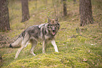 Eurasischer Grauwolf Hybrid