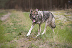 Eurasischer Grauwolf Hybrid
