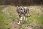 Eurasischer Grauwolf Hybrid