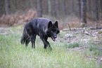 Eurasischer Grauwolf Hybrid