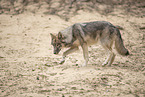 Eurasischer Grauwolf Hybrid