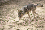 Eurasischer Grauwolf Hybrid