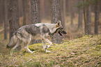 Eurasischer Grauwolf Hybrid