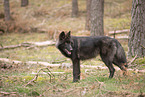 Eurasischer Grauwolf Hybrid