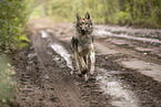 Eurasischer Grauwolf Hybrid
