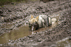 Eurasischer Grauwolf Hybrid