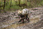 Eurasischer Grauwolf Hybrid
