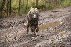 Eurasischer Grauwolf Hybrid