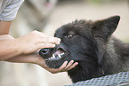 Eurasischer Grauwolf Hybrid