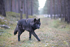 Eurasischer Grauwolf Hybrid