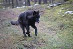 Eurasischer Grauwolf Hybrid