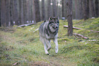Eurasischer Grauwolf Hybrid