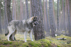 Eurasischer Grauwolf Hybrid