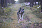 Eurasischer Grauwolf Hybrid