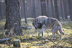 Eurasischer Grauwolf Hybrid