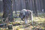 Eurasischer Grauwolf Hybrid