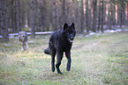 Eurasischer Grauwolf Hybrid