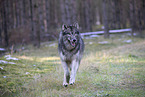 Eurasischer Grauwolf Hybrid