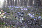 Eurasischer Grauwolf Hybrid