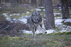Eurasischer Grauwolf Hybrid