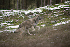 Eurasischer Grauwolf Hybrid