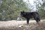 Eurasischer Grauwolf Hybrid