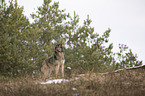 Eurasischer Grauwolf Hybrid