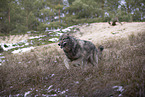 Eurasischer Grauwolf Hybrid