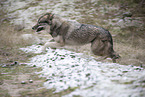 Eurasischer Grauwolf Hybrid