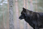 Eurasischer Grauwolf Hybrid