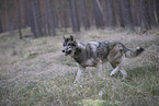 Eurasischer Grauwolf Hybrid