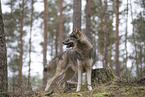 Eurasischer Grauwolf Hybrid