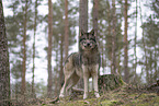 Eurasischer Grauwolf Hybrid