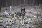 Eurasischer Grauwolf Hybrid