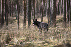 Eurasischer Grauwolf Hybrid
