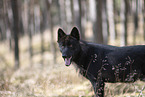 Eurasischer Grauwolf Hybrid