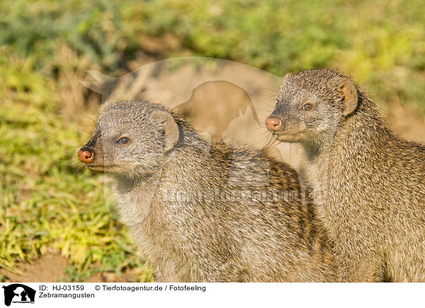 Zebramangusten / banded mongooses / HJ-03159