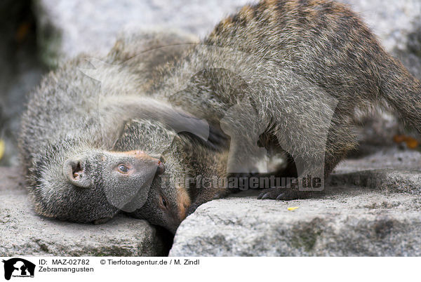 Zebramangusten / banded mongooses / MAZ-02782