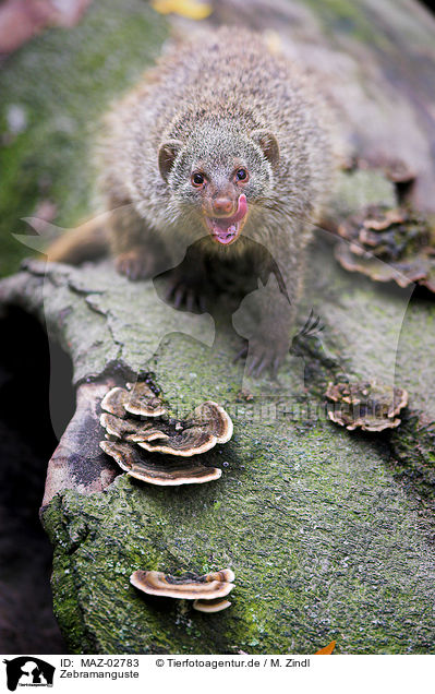 Zebramanguste / banded mongoose / MAZ-02783