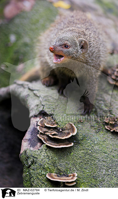 Zebramanguste / banded mongoose / MAZ-02784