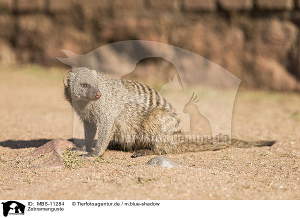 Zebramanguste / banded mongoose / MBS-11284